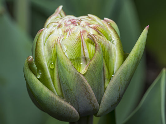 🌷 Vom Keukenhof inspiriert – neue Kunstdrucke für dein Zuhause