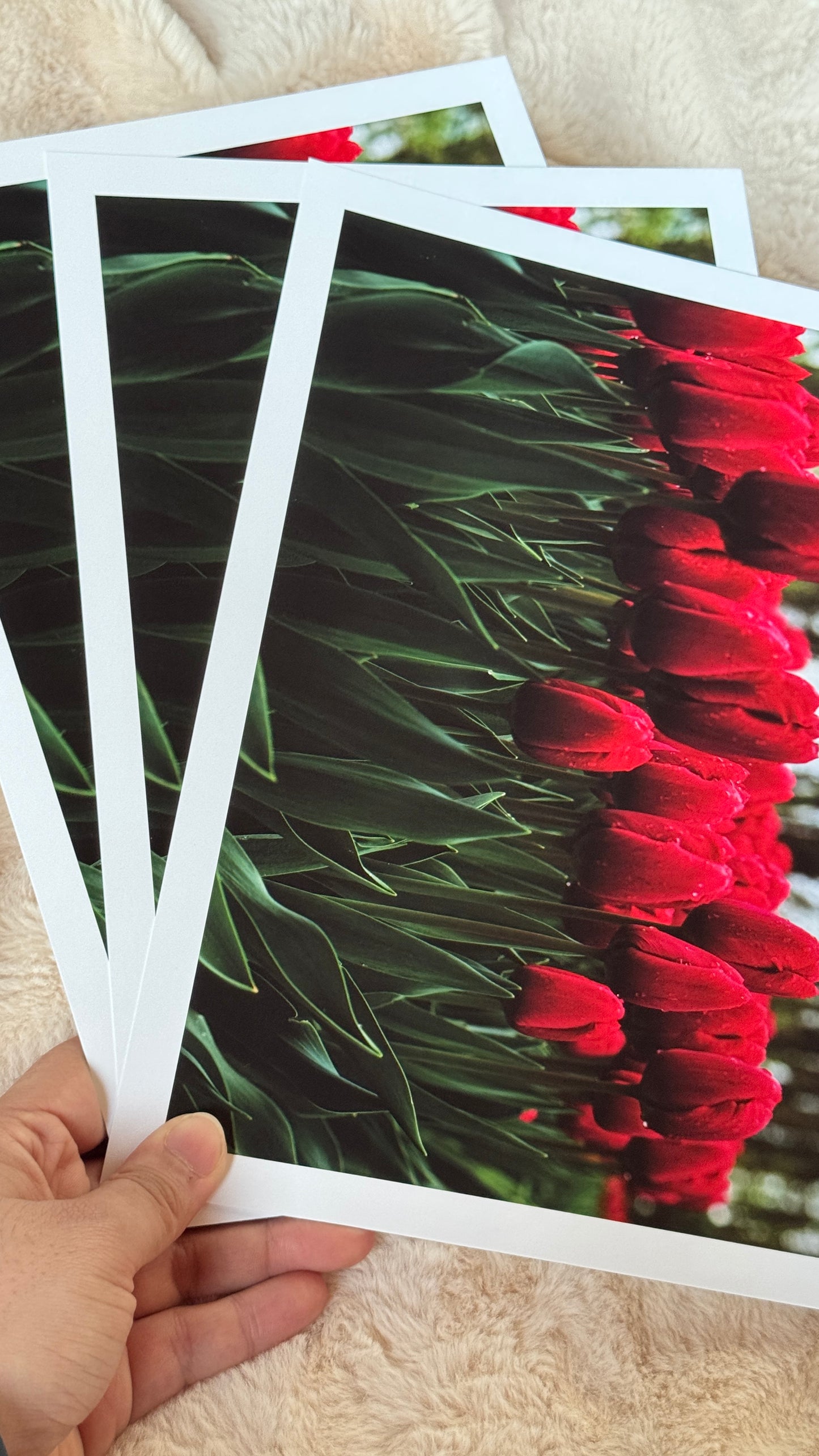 Kunstdruck Rotes Tulpenmeer