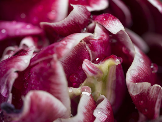 Makrofotografie als Alltagskunst