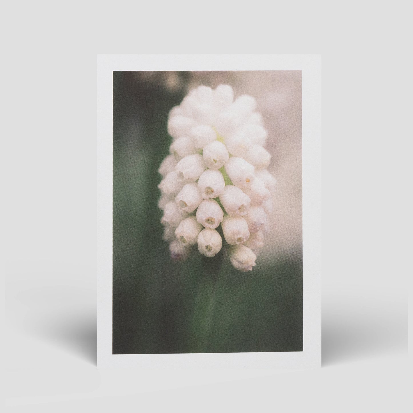 Postkarte Muscari