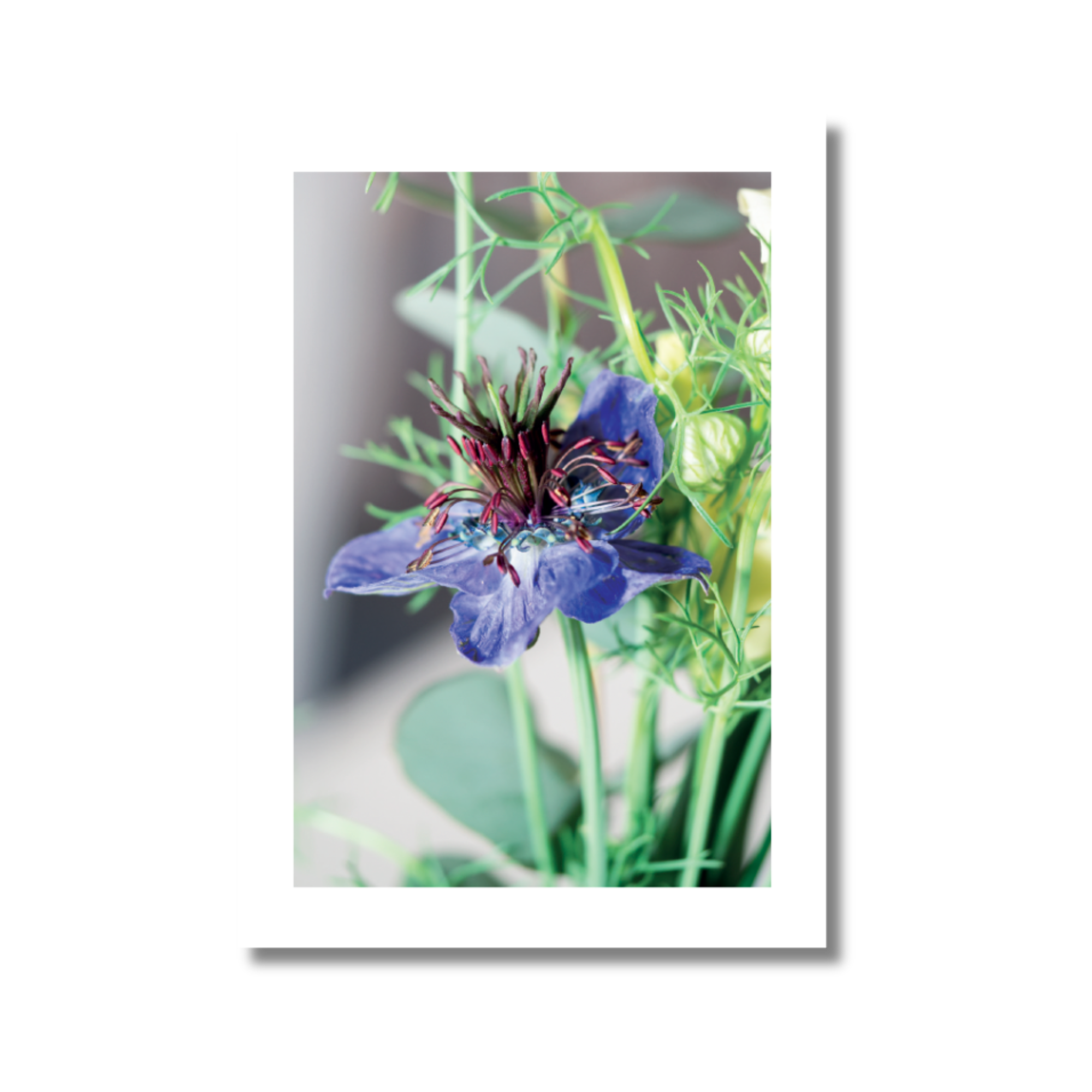 Postkarte Wildblume