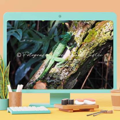 detailreiche Fotografie von einem Basilisk Fotografie Floral Art Ciftci