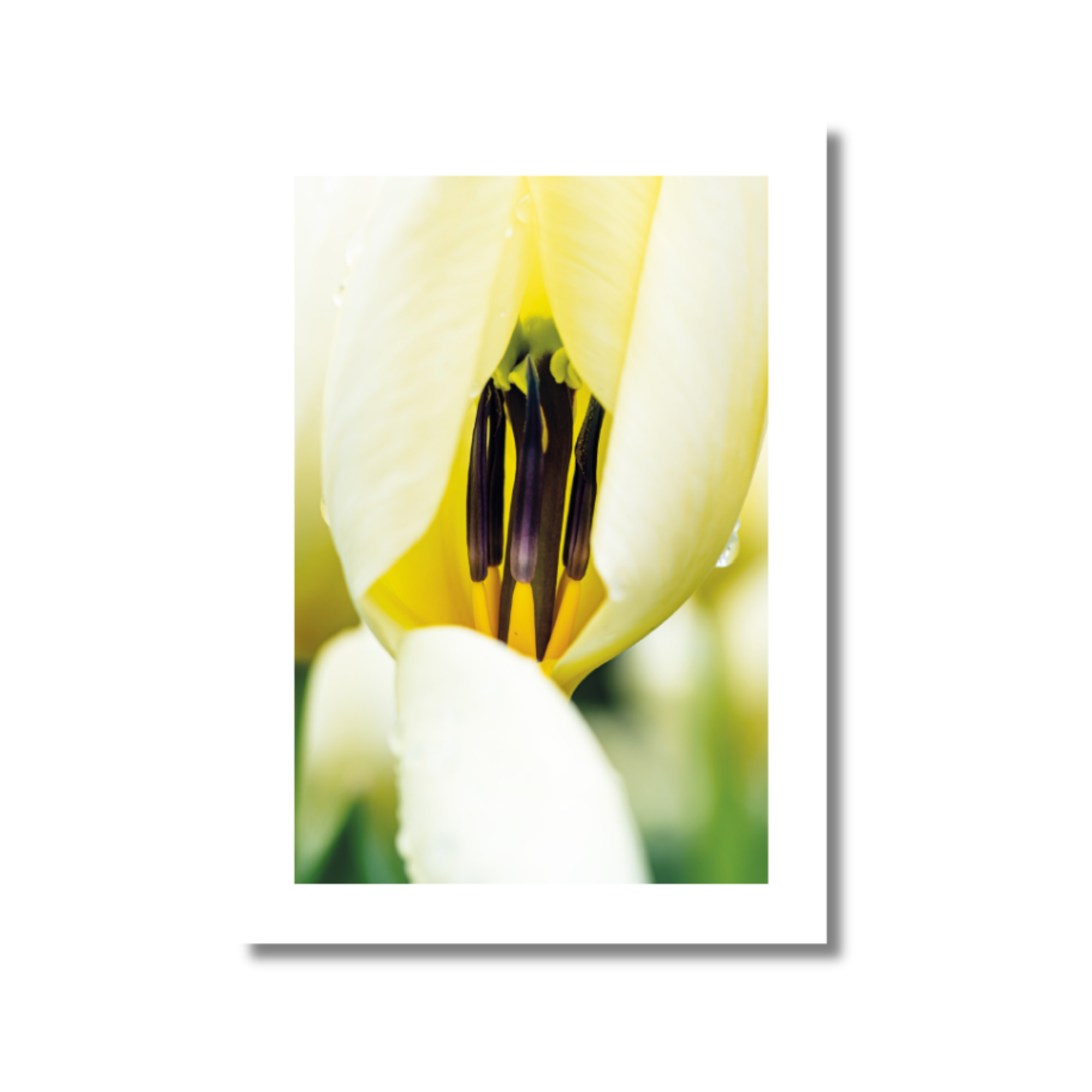 Postkarte Tulpe