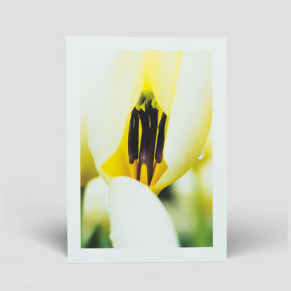 Postkarte Tulpe