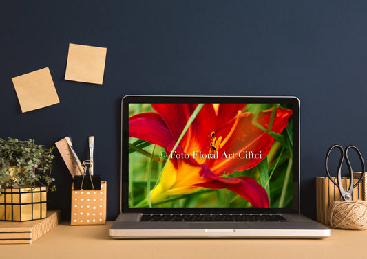 Taglilie Desktop Wallpaper Fotografie Floral Art Ciftci