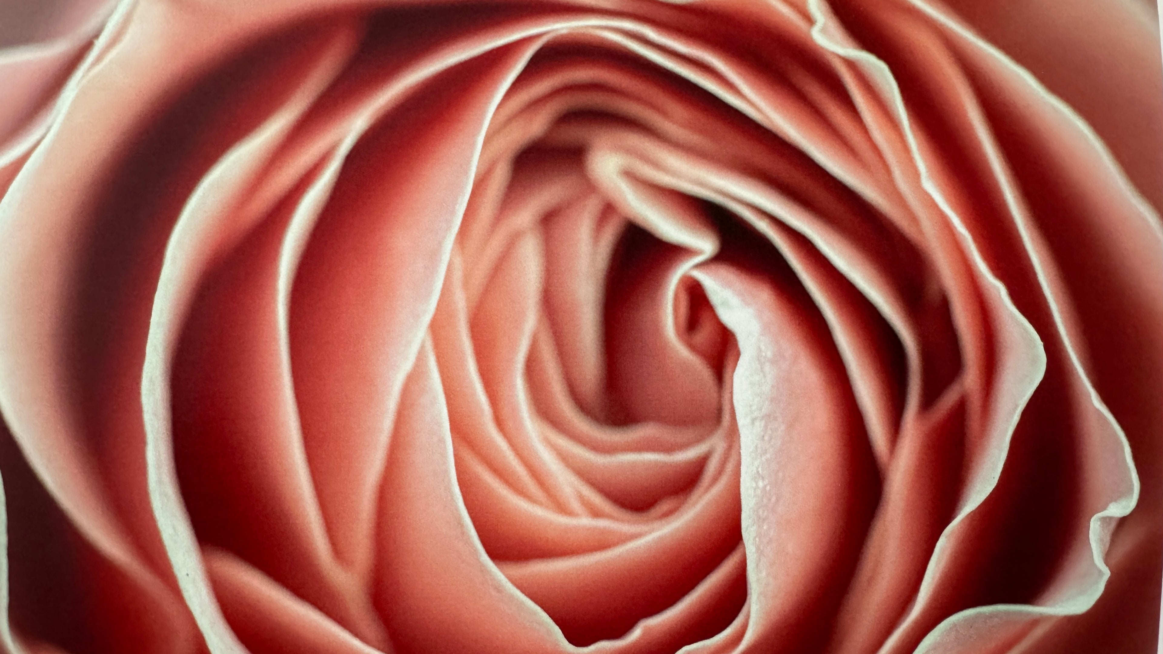Kunstdruck Rose apricot