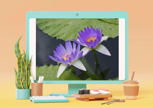 Fotografie von einer Seerose Fotografie Floral Art Ciftci