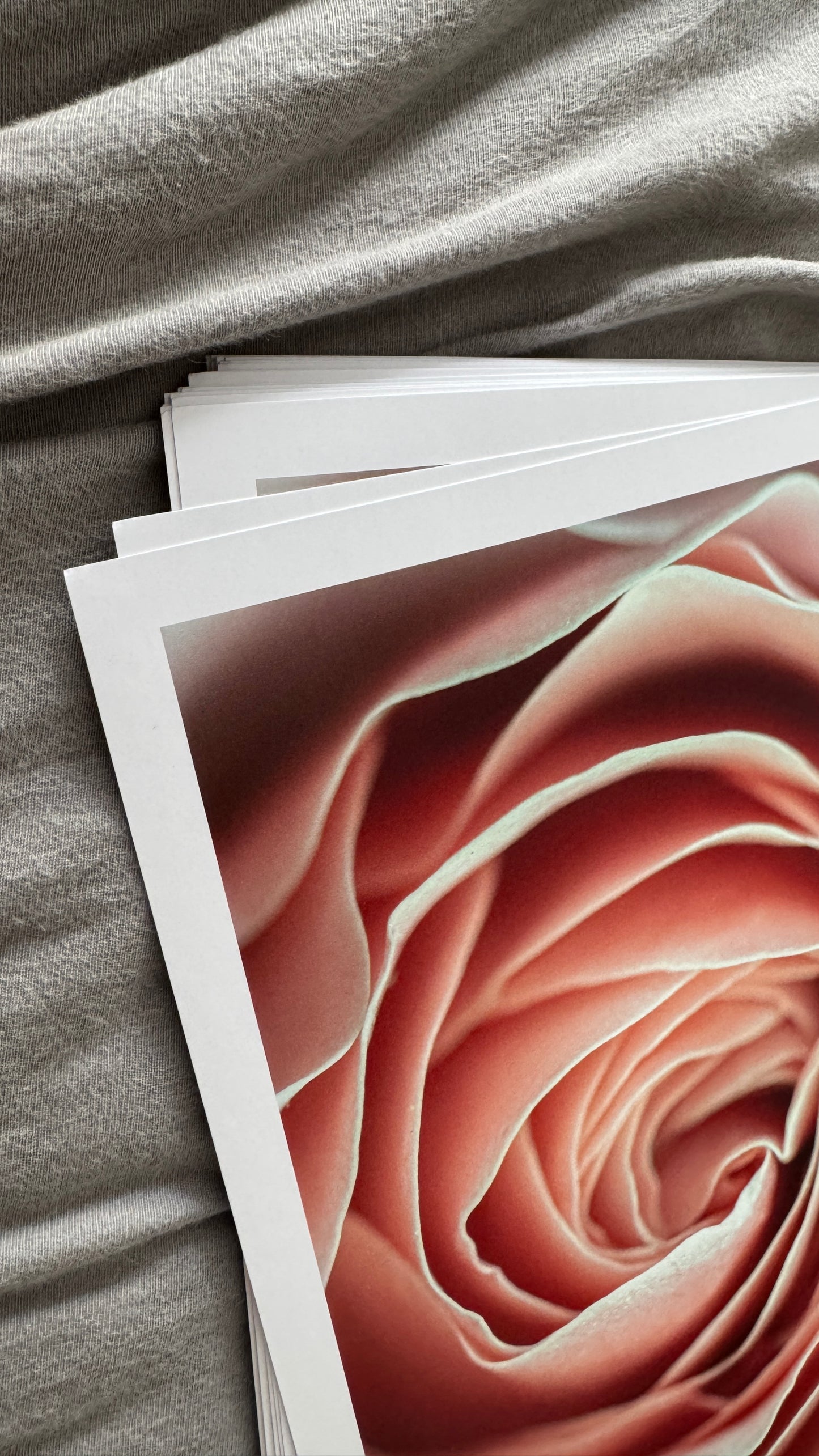 Kunstdruck Rose apricot A4