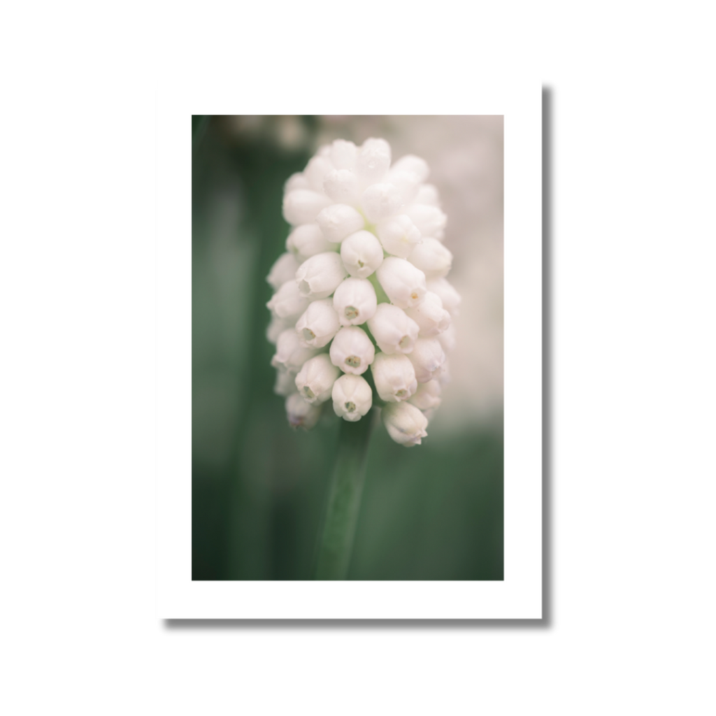 Postkarten Muscari
