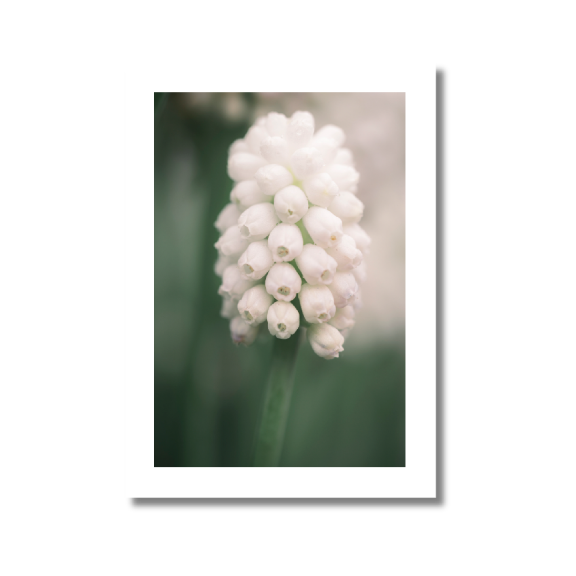 Postkarten Muscari