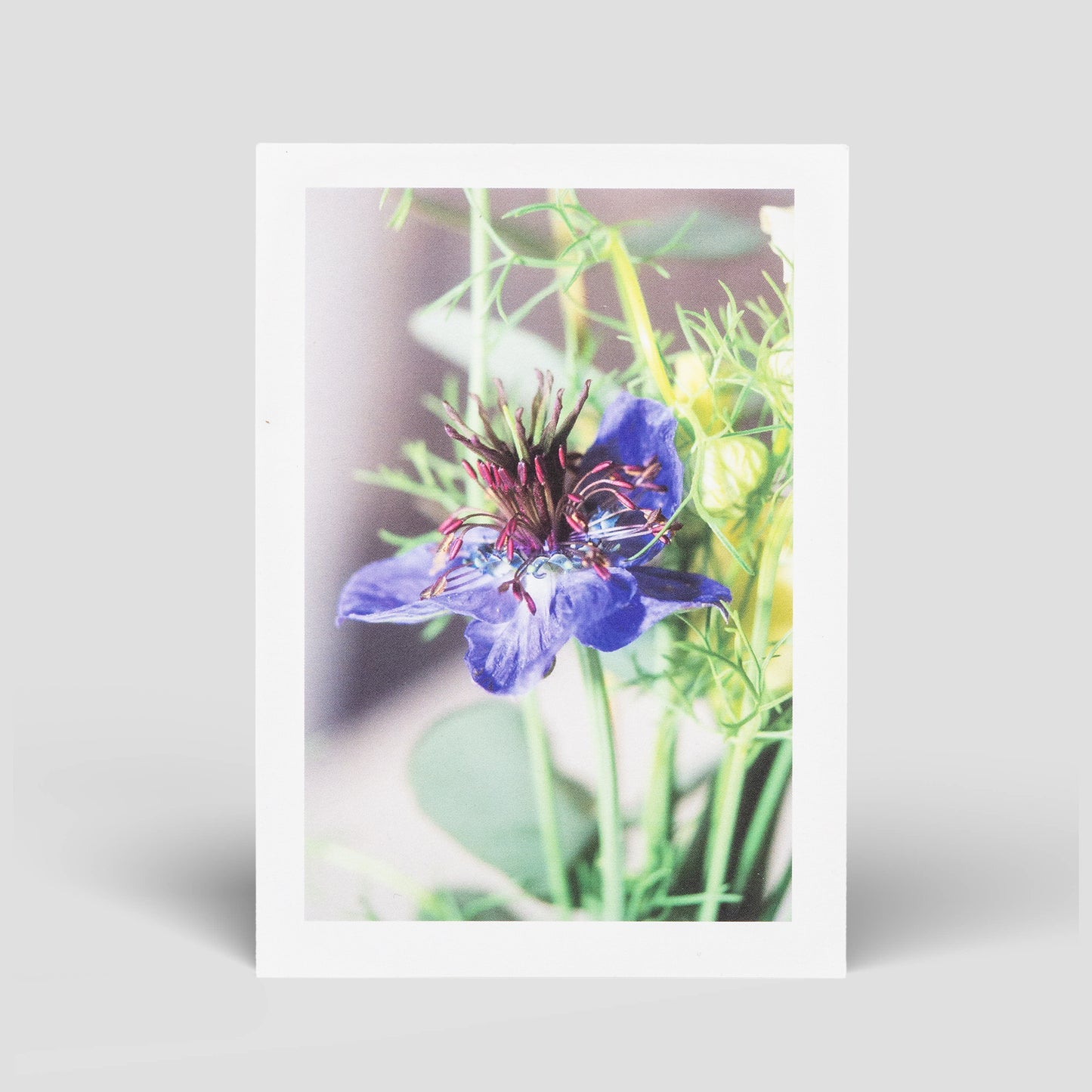 Postkarte Wildblume