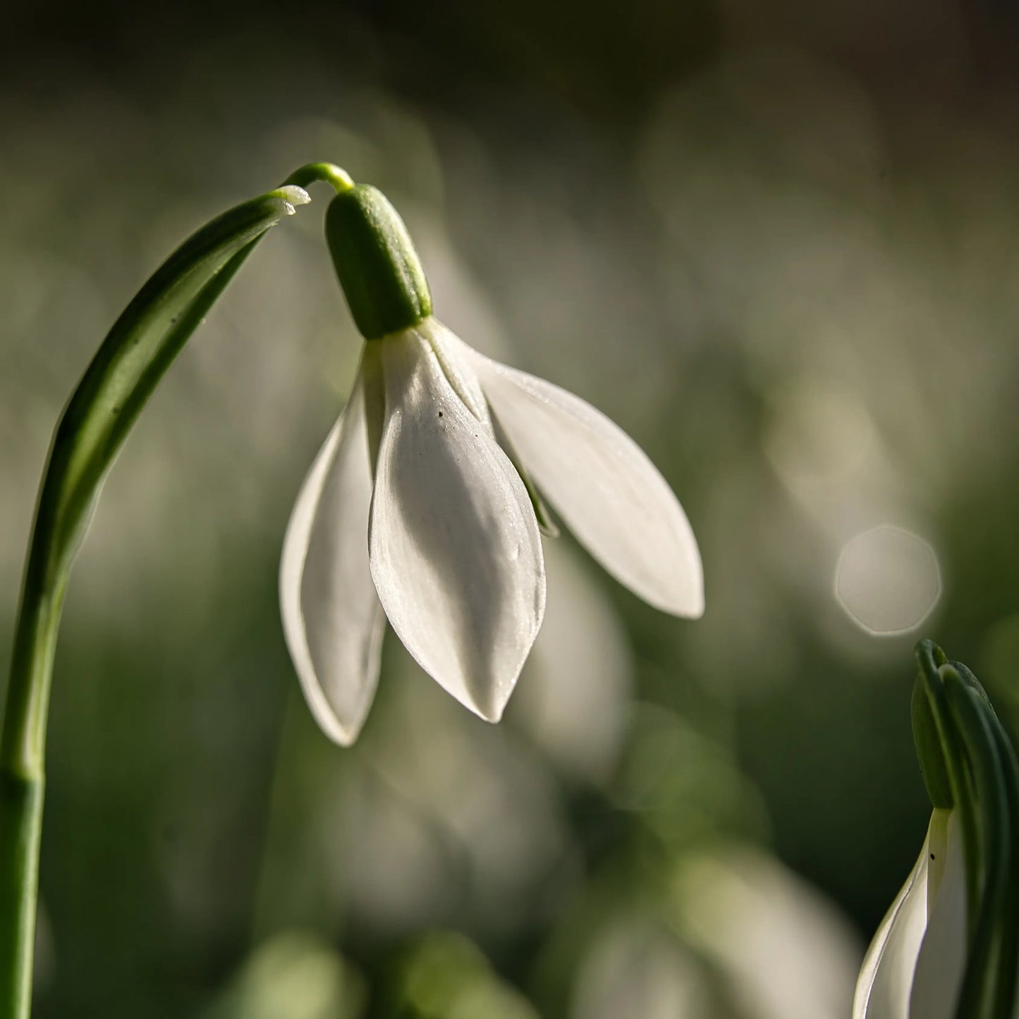 Gutschein - Frühling Fotografie Florist Art Ciftci