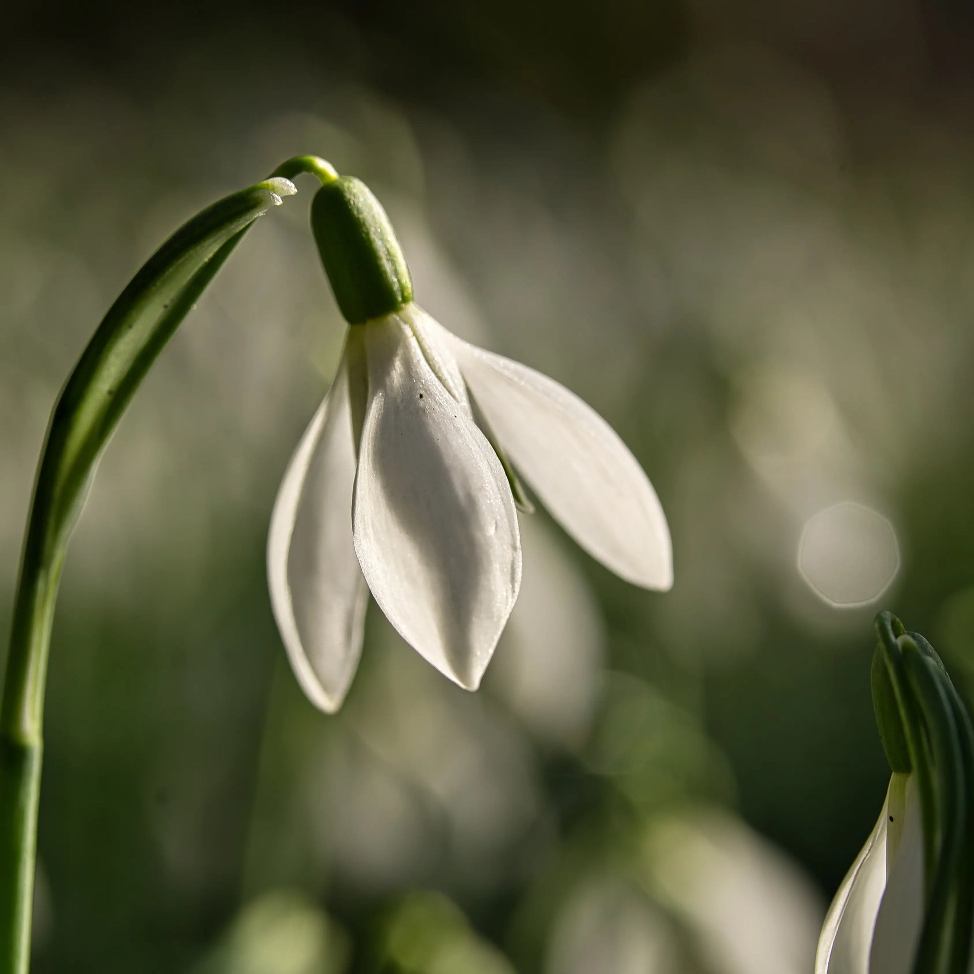 Gutschein - Frühling Fotografie Florist Art Ciftci