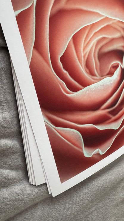 Kunstdruck Rose apricot A4