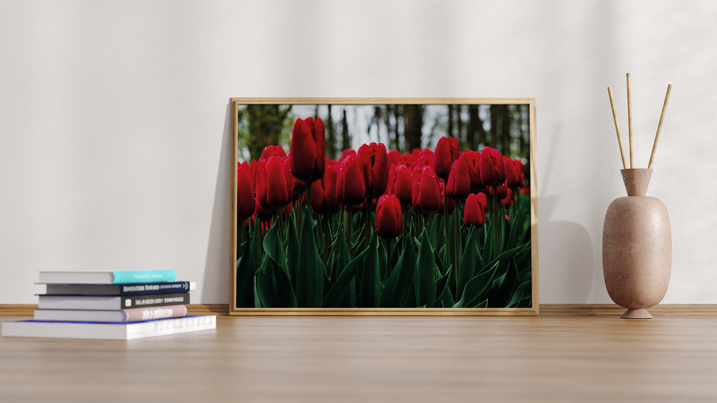 Kunstdruck Rotes Tulpenmeer