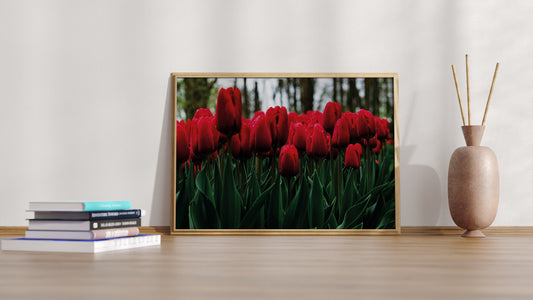 Kunstdruck Rotes Tulpenmeer