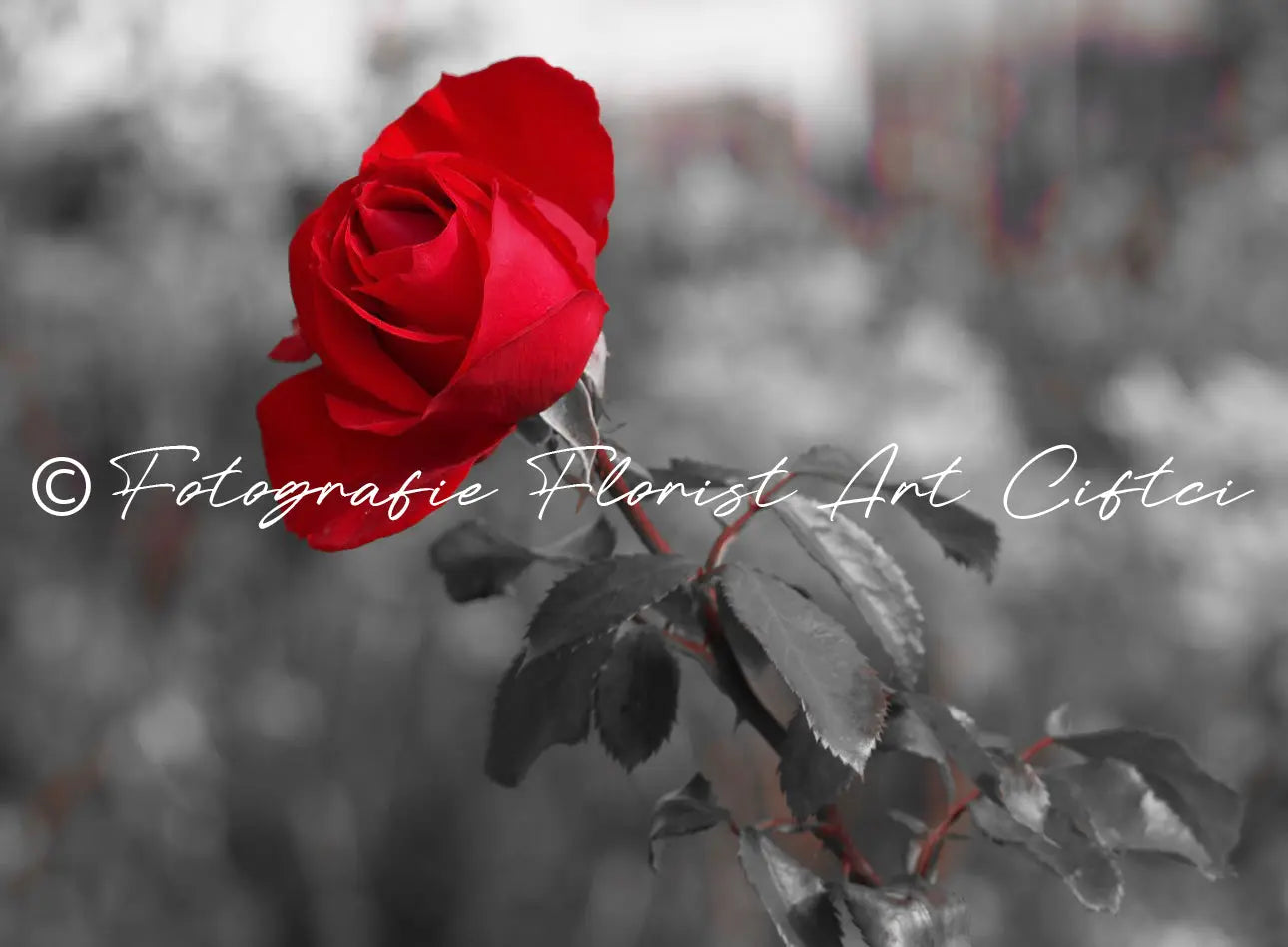 Fotografie Rote Rose Fotografie Floral Art Ciftci