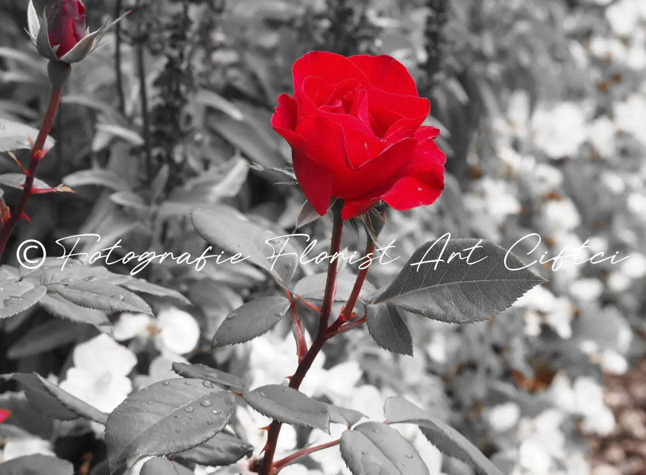 Fotografie Rote Rose Fotografie Floral Art Ciftci