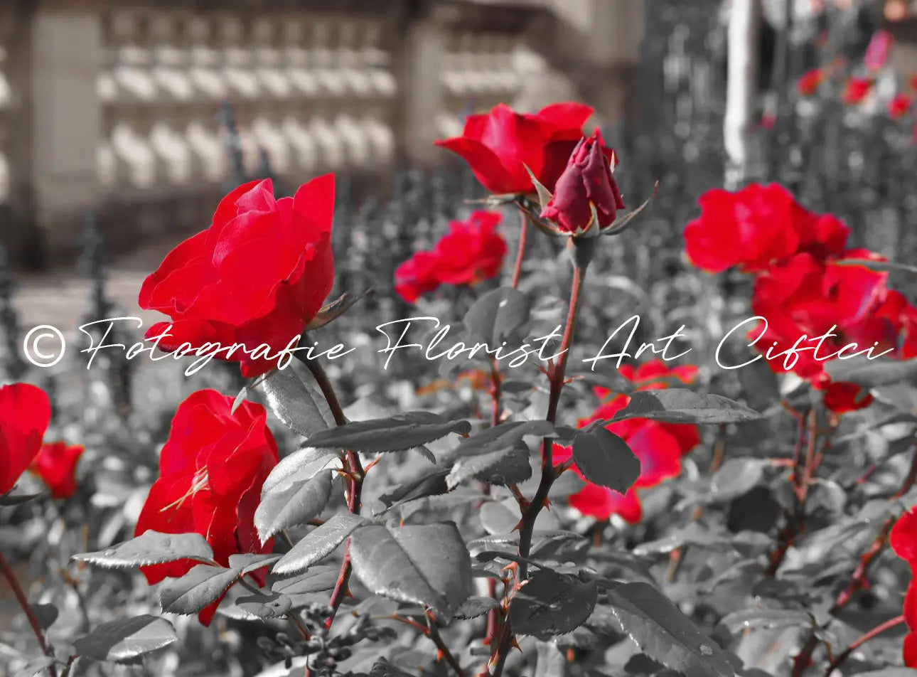 Fotografie Rote Rose Fotografie Floral Art Ciftci