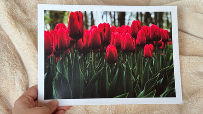 Kunstdruck Rotes Tulpenmeer