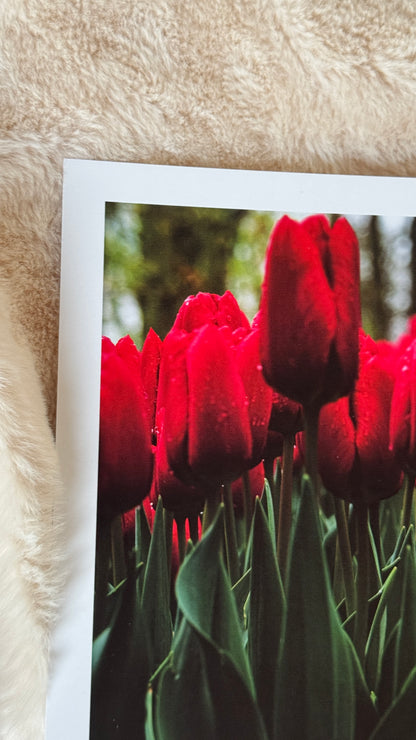 Kunstdruck Rotes Tulpenmeer