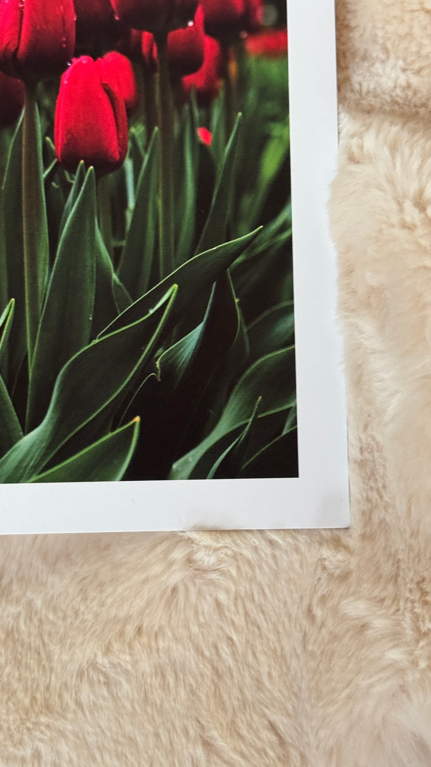 Kunstdruck Rotes Tulpenmeer