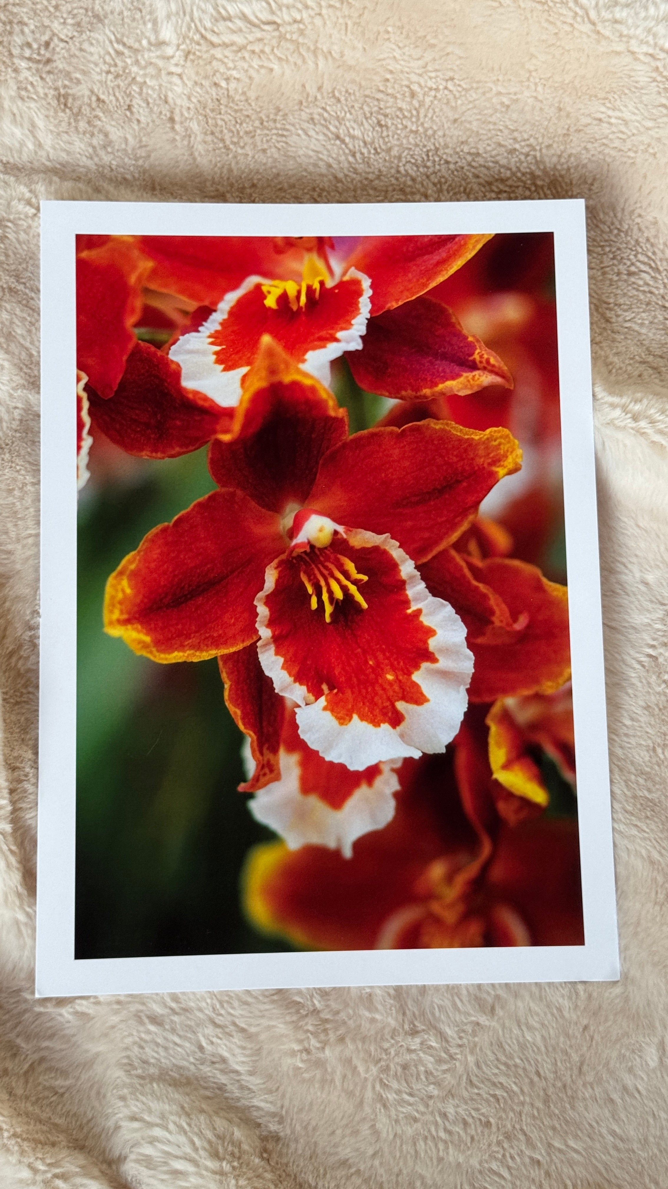 Kunstdruck Cattleya
