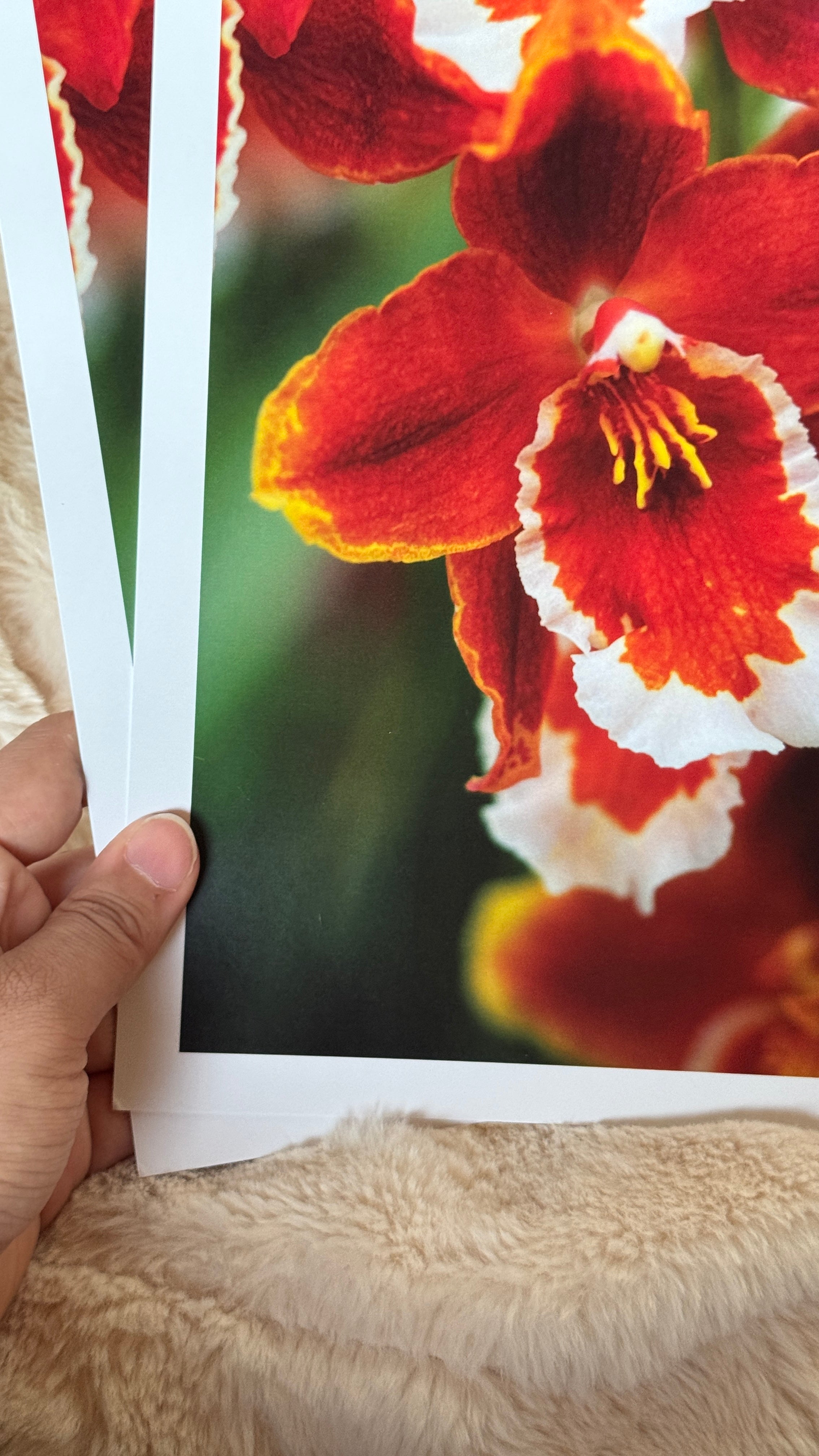 Kunstdruck Cattleya