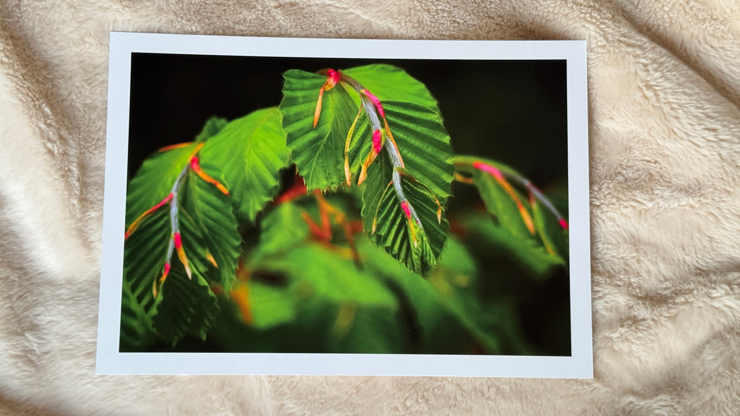 Kunstdruck Natur pur