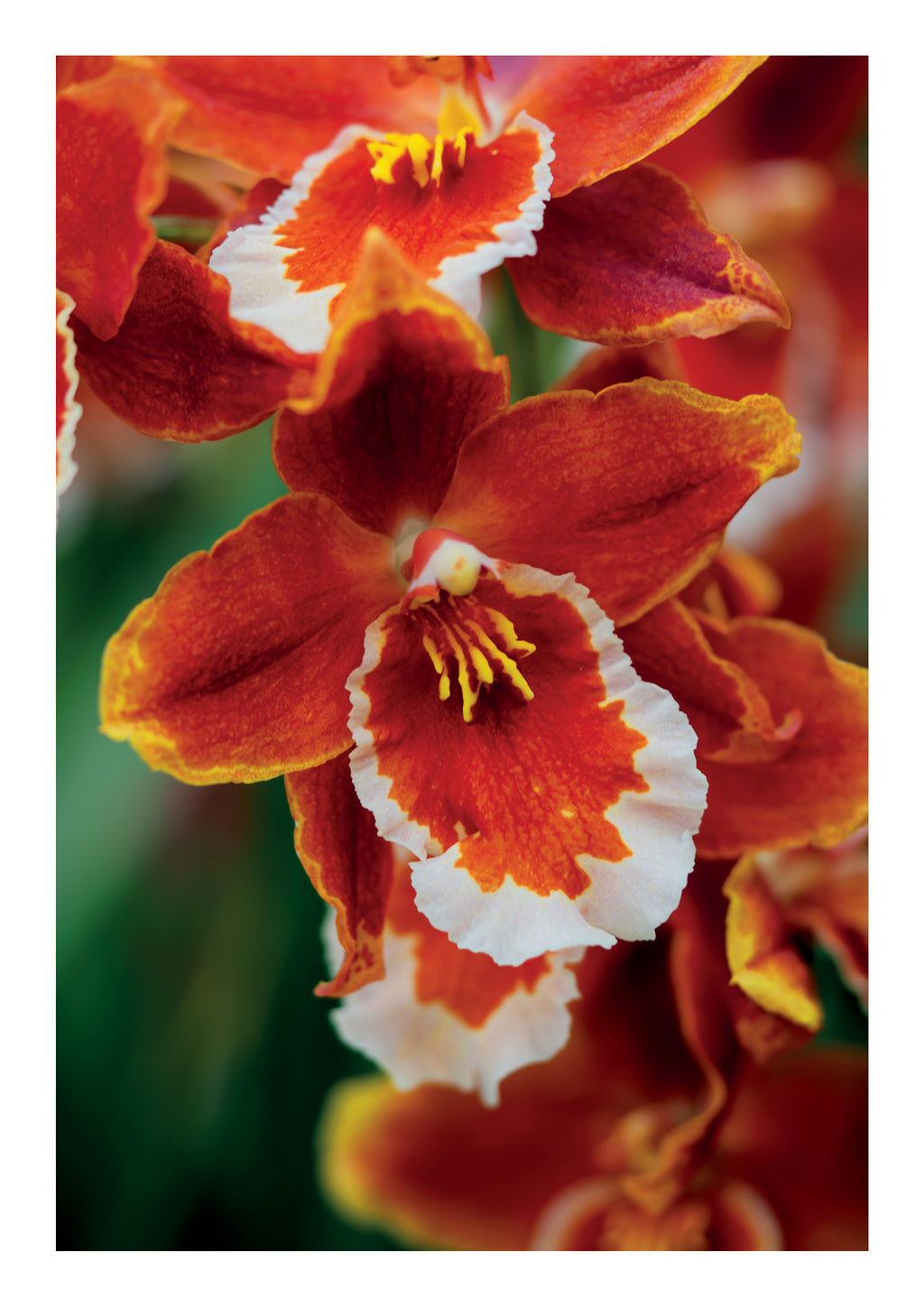 Kunstdruck Cattleya