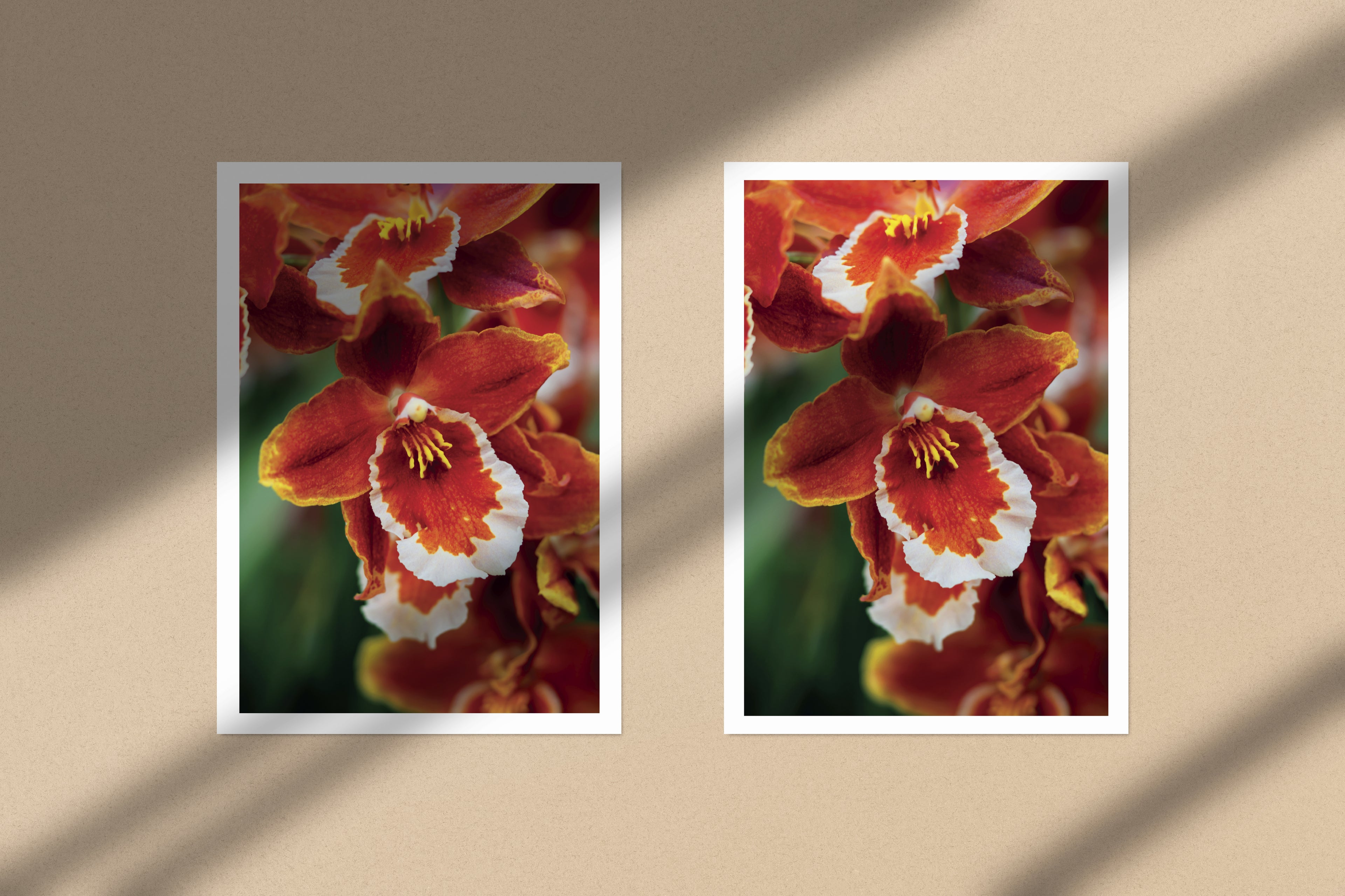 Kunstdruck Cattleya