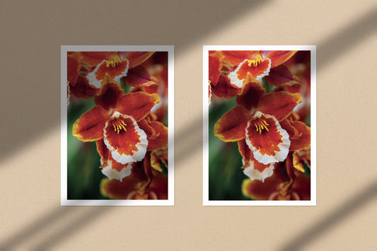 Kunstdruck Cattleya