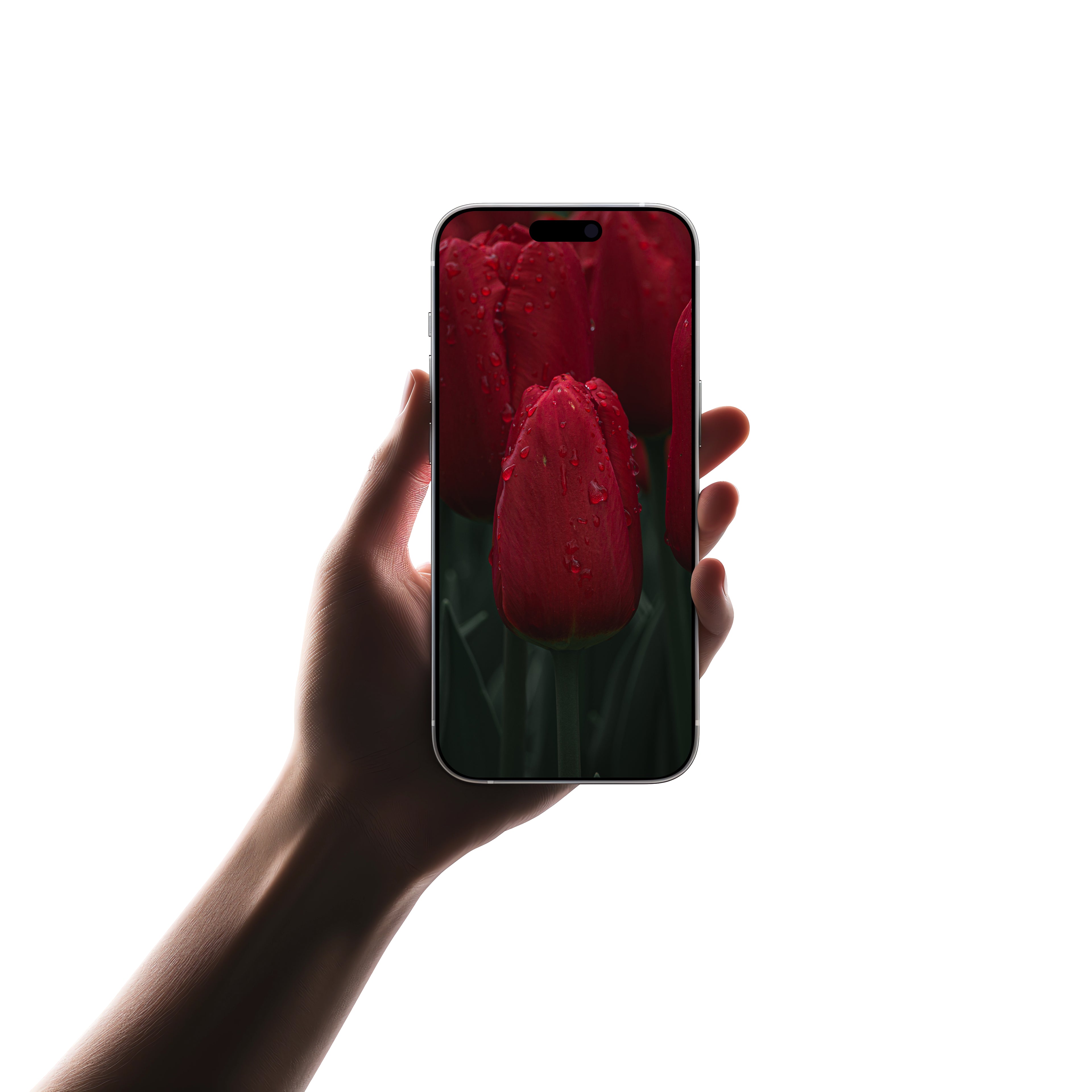 Dark Tulip - Digitale Fotografie