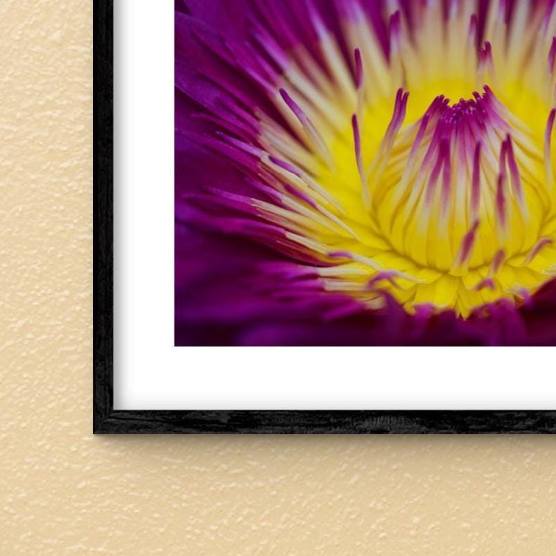 Kunstdruck „Seerose“ – A4 Fine Art Print auf Hahnemühle Photo Pearl 310 g (ohne Rahmen)